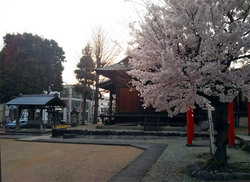 三島神社桜.jpg