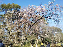 上野公園の桜のコピー.jpg