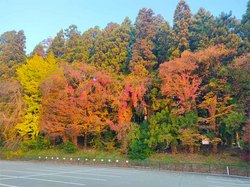 熊野の森2023.11,4 .jpg